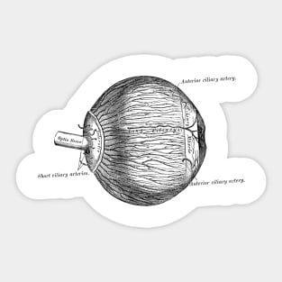 Human Body - Eyeball Sticker